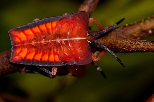 Insect-macro-photography-36