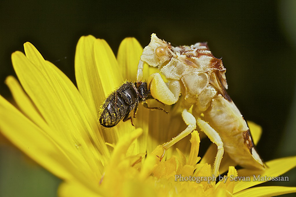 Insect-macro-photography-37