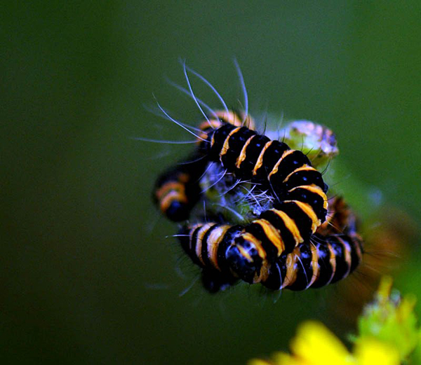 Insect-macro-photography-38