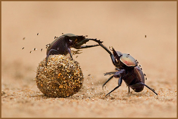 Insect-macro-photography-39