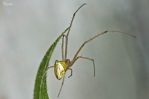 Insect-macro-photography-40