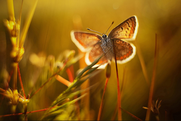 Insect-macro-photography-7