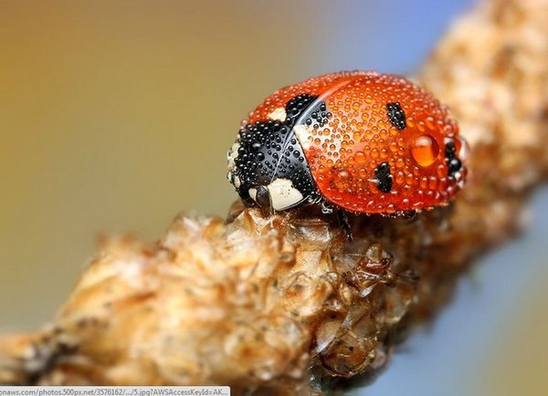 Insect-macro-photography-8