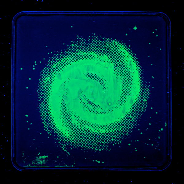 Bacteriography-unique-art-microbiologist-Zachary-Copfer-2