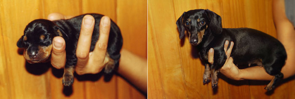 recreated childhood photo of a puppy