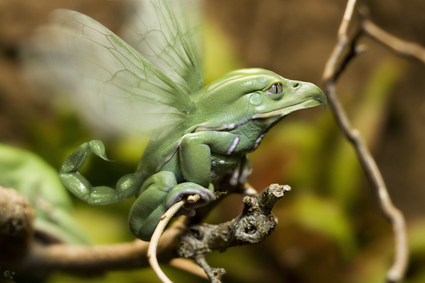 Waxy Monkey Frog