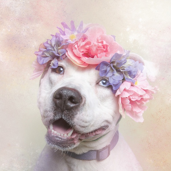 The Softer Side of Pit Bulls