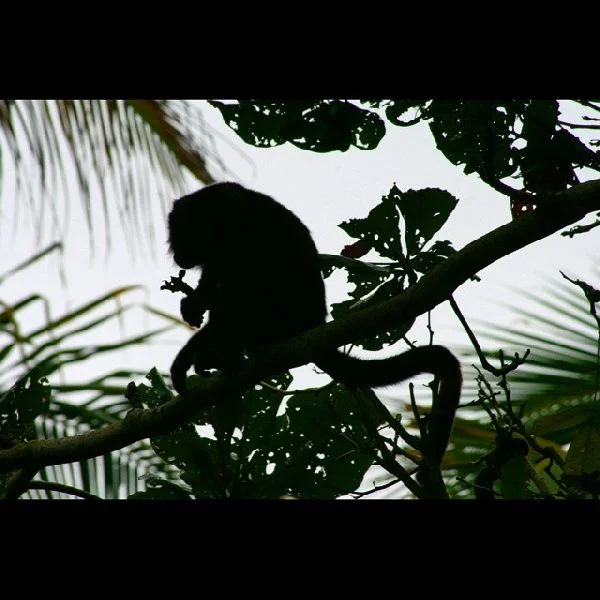 artwork by jane samuels