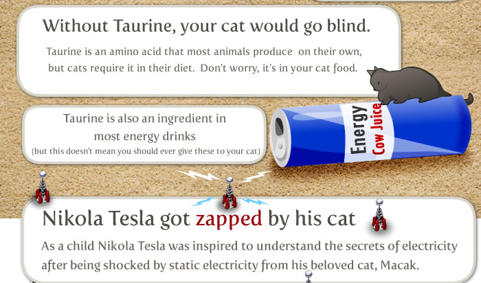 things to know about your cat