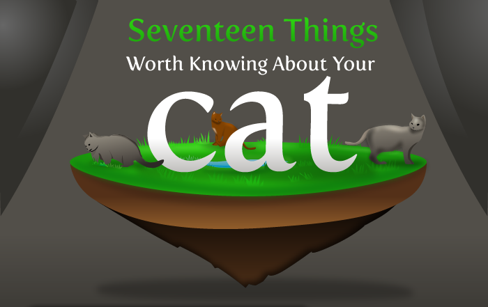 things to know about your cat