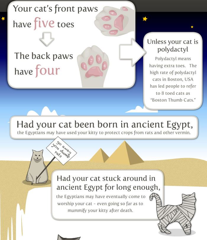 cat infographic examples