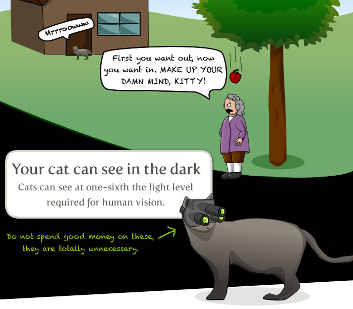 things to know about your cat