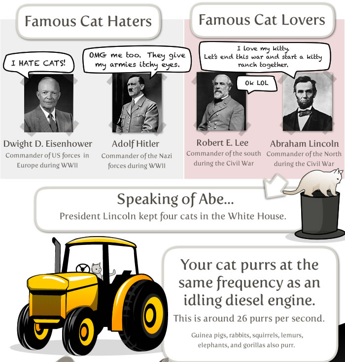 things to know about your cat