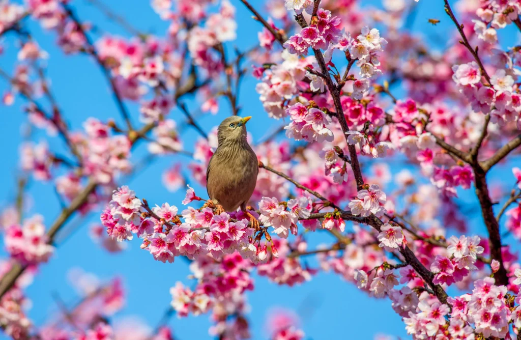 beautiful spring wallpapers
