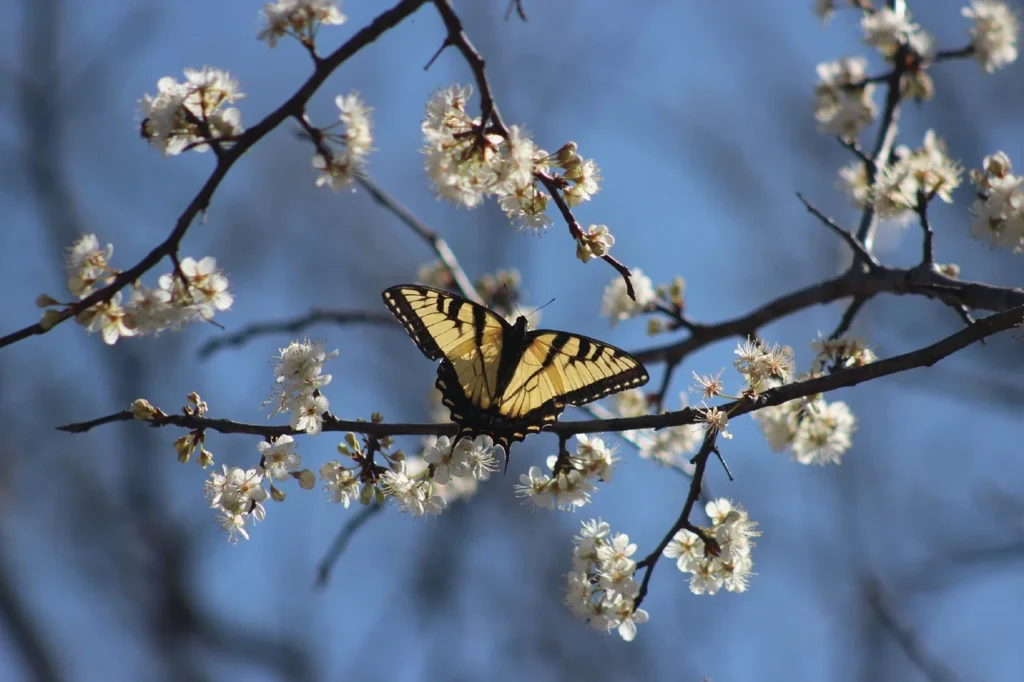 butterfly sitting on a twig