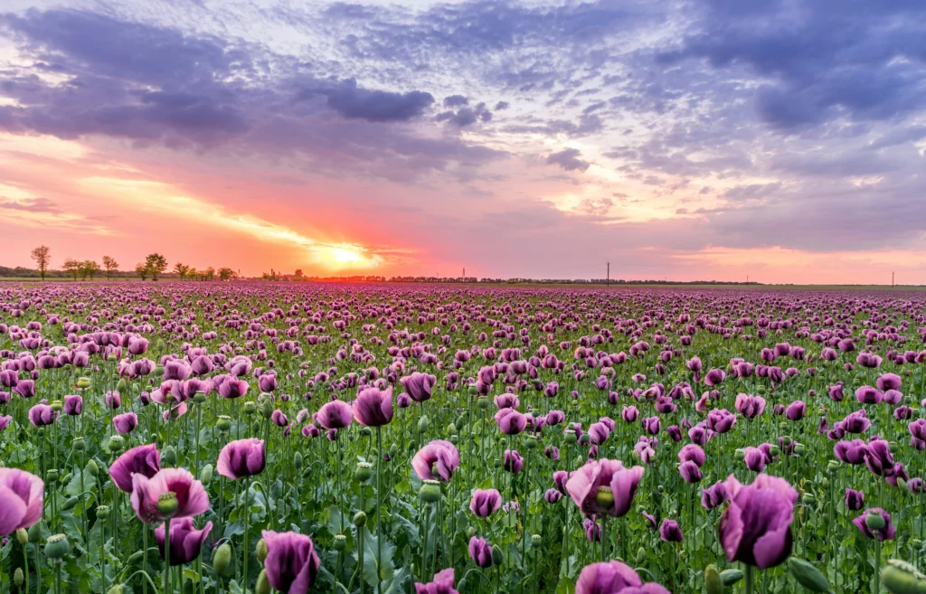 field of flowers during sunset