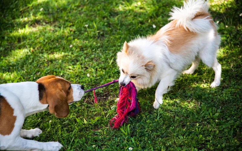 dogs fighting over a cloth
